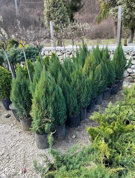 Plante ornamentale rezistente pentru grădini moderne