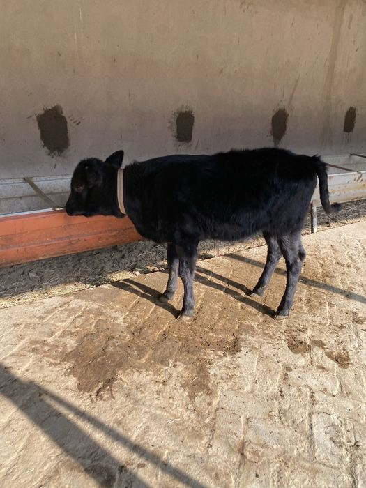 gʻunojincha sotiladi