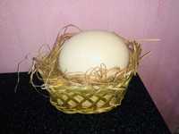 Продается страусиное  яйцо