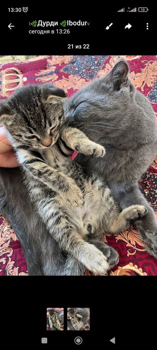 Британская короткашерстная