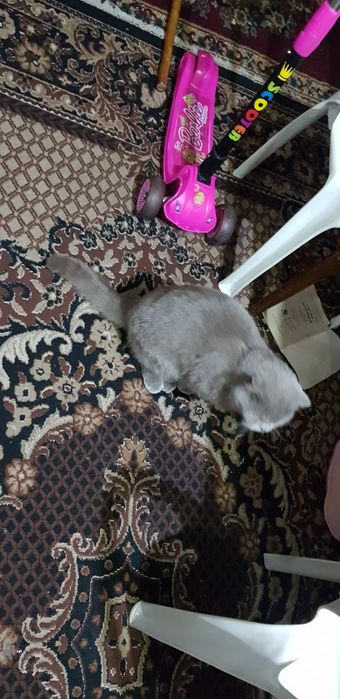 Parodali qimmat mushuk rangi kul rang qulogʻi egilgan