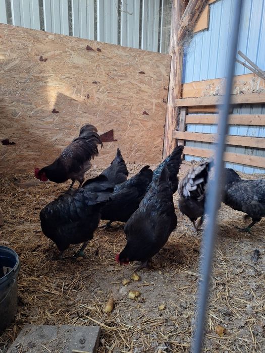 Oua pentru incubat Araucana. Austrolop  Marans .