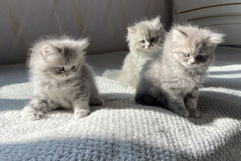 продается котята