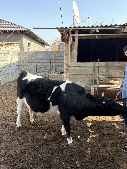 Тана голштин буаз