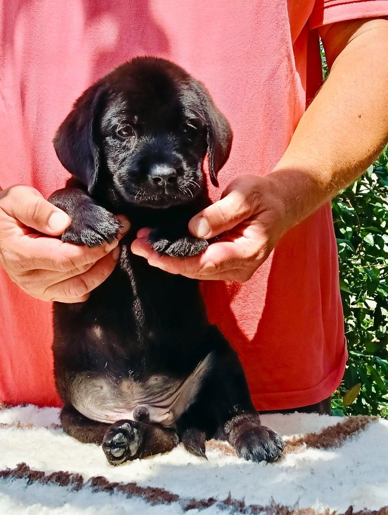 Labrador Retriever cu Pedigree Tip A – Pui de Vânzare