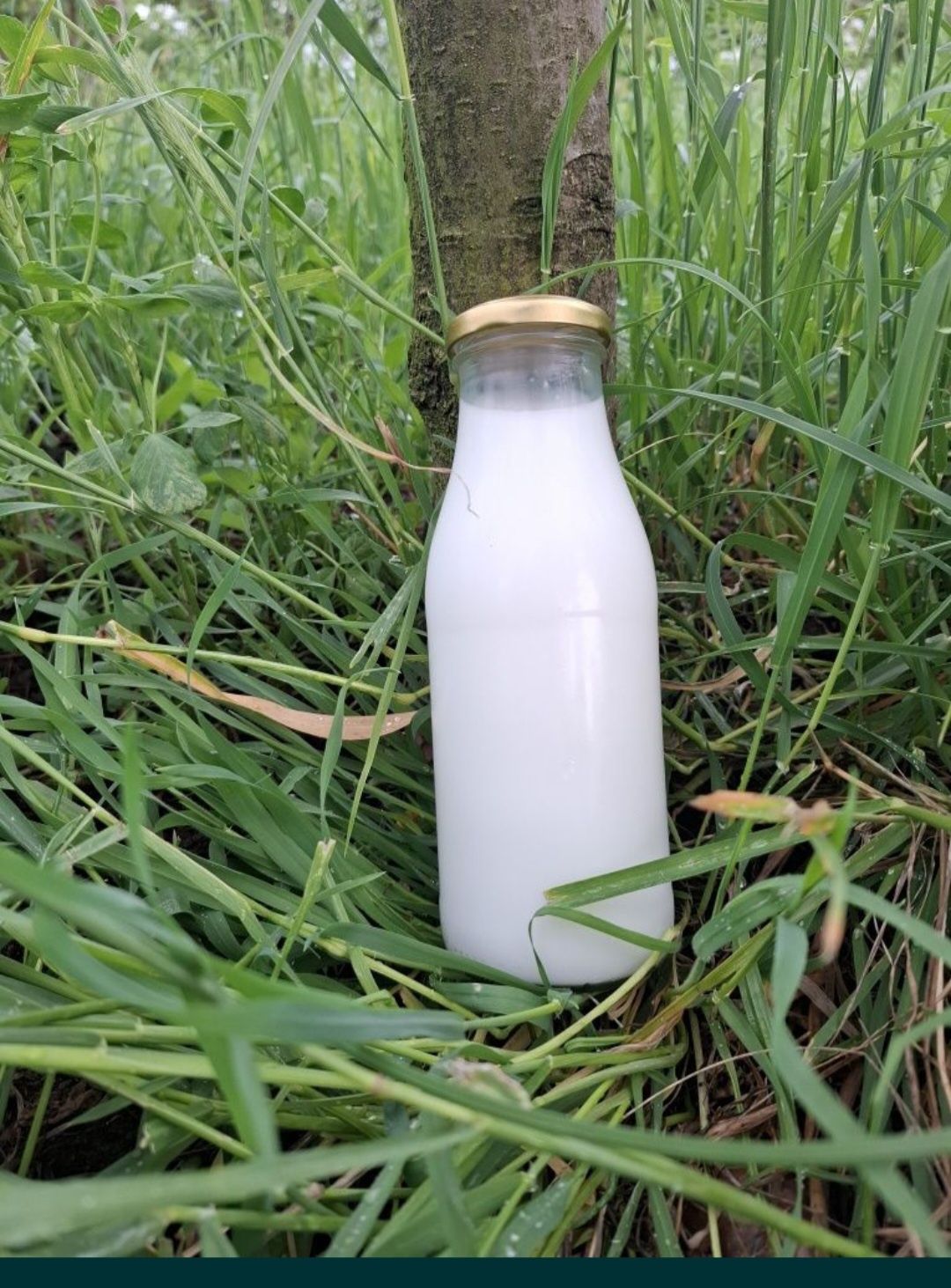 Vând lapte de capra bio sat gherogeni com.felacu judetu cluj pret 8 l