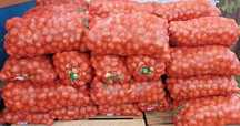 Продам картофель сорт Гала