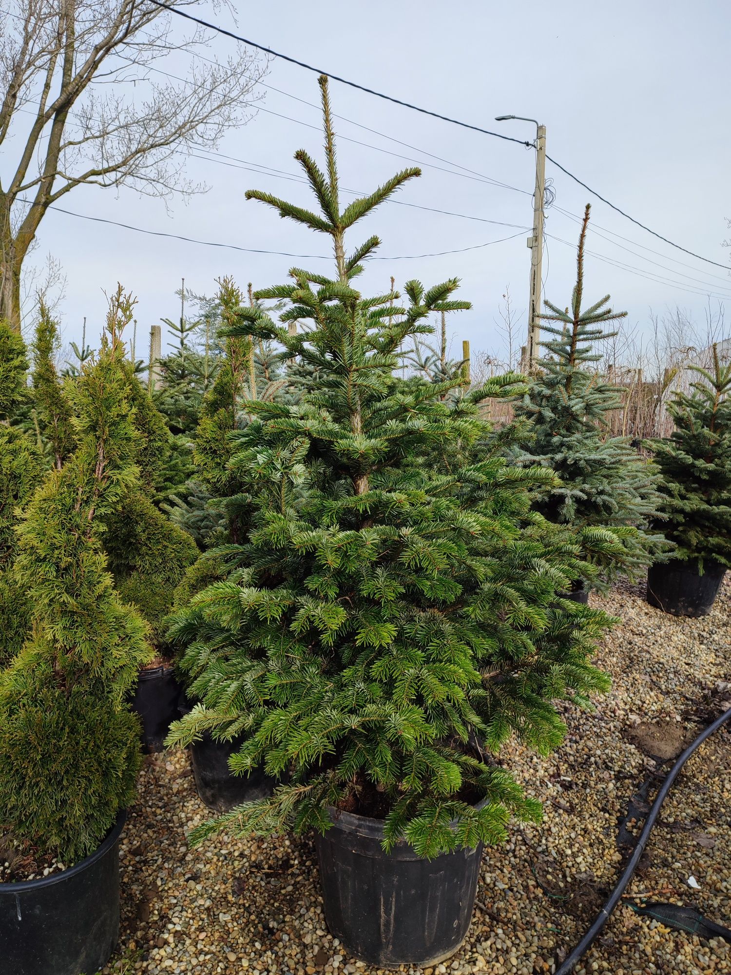 Brazi normandian și picea punbges glauca