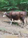 Vand vaca de 5 ani