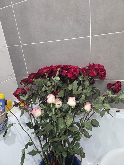 Цветы роза 25шт метр20