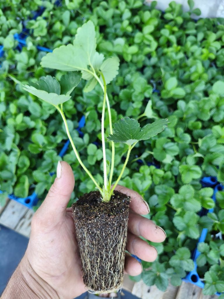 Продам саженцы многоразовой клубники , сорт мурано и сорт кабрилло