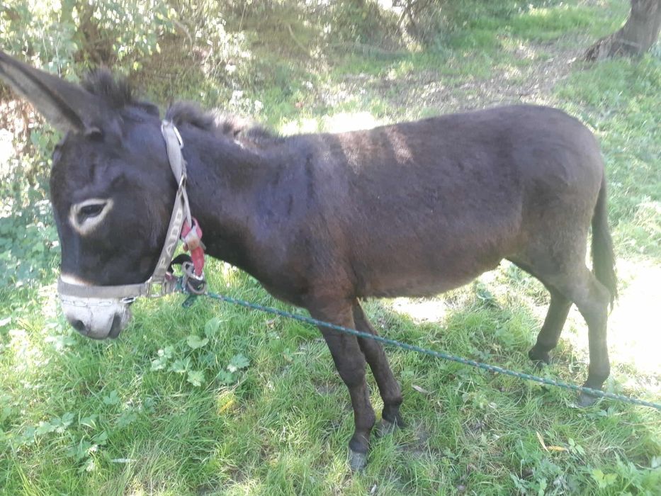 Vand magar foarte cuminte are 3 anii