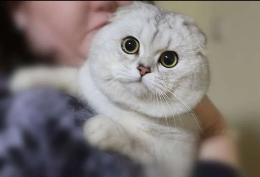 Вязка шикарный шотландец серебристая шиншилла