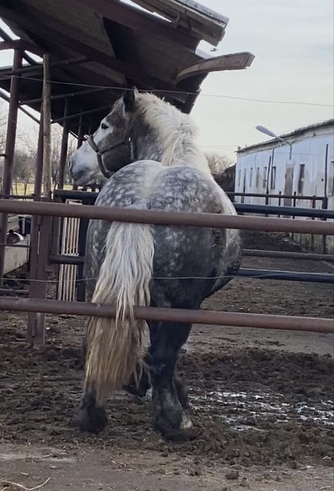 Armasar Percheron pentru monta
