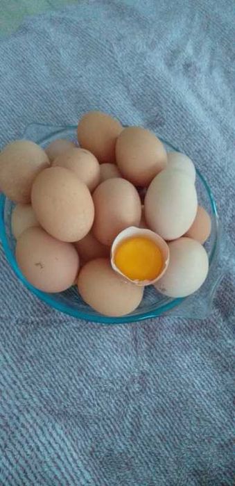 Ouă proaspete de la gaini crescute bio!
