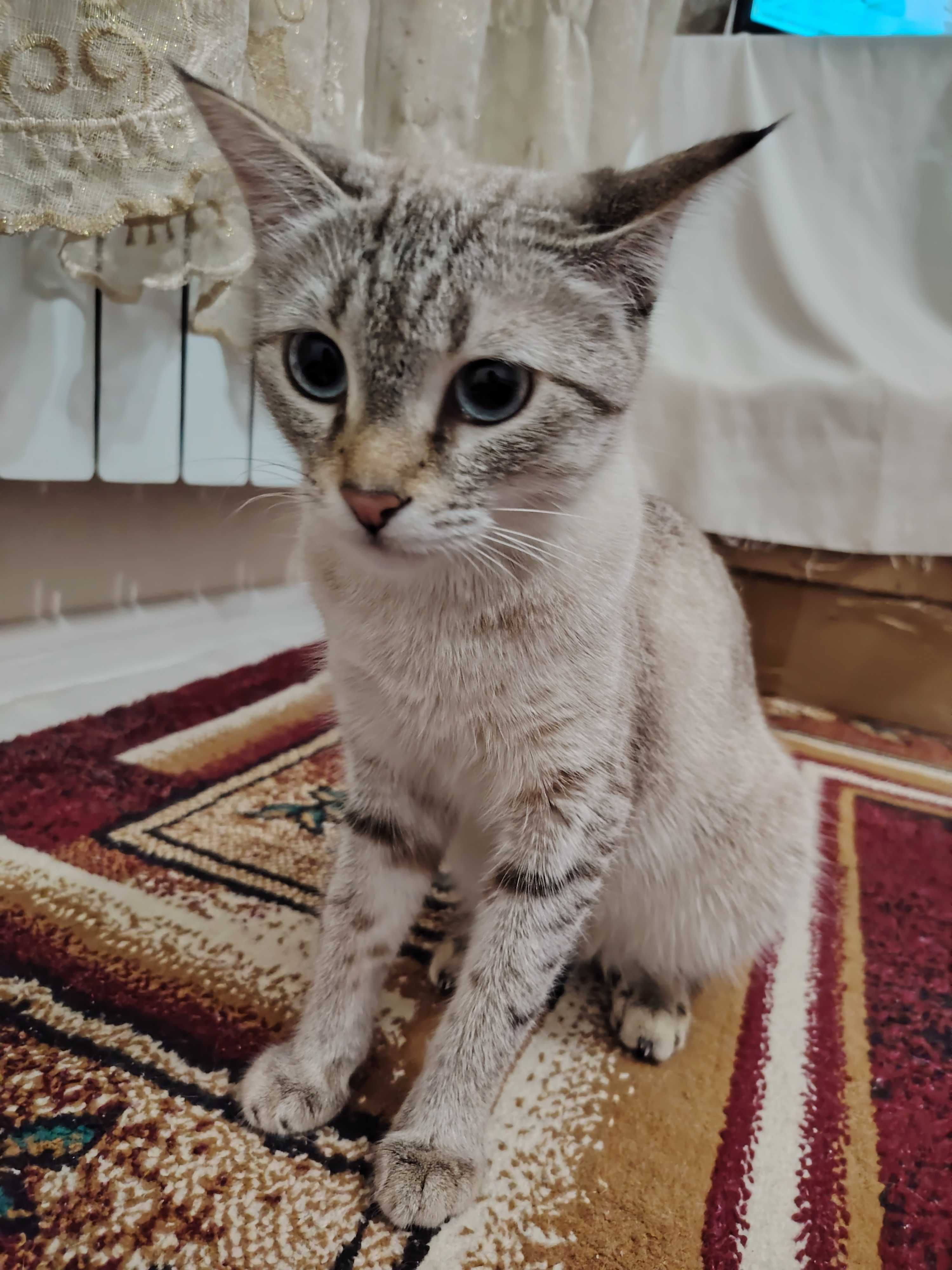 Отдам даром кошку