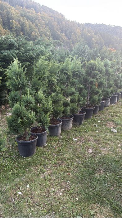 Plante ornamentale vindem en-gros