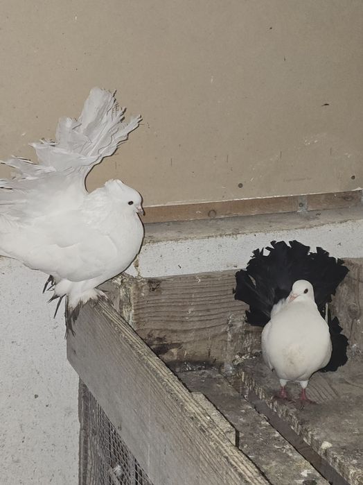 Porumbei,texani,americani,rotati