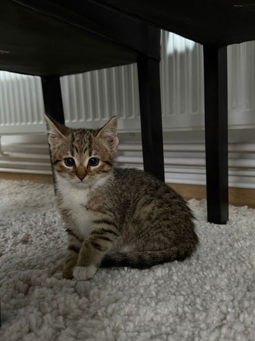 Donez 2 pui pisica,băiețel si fetiță