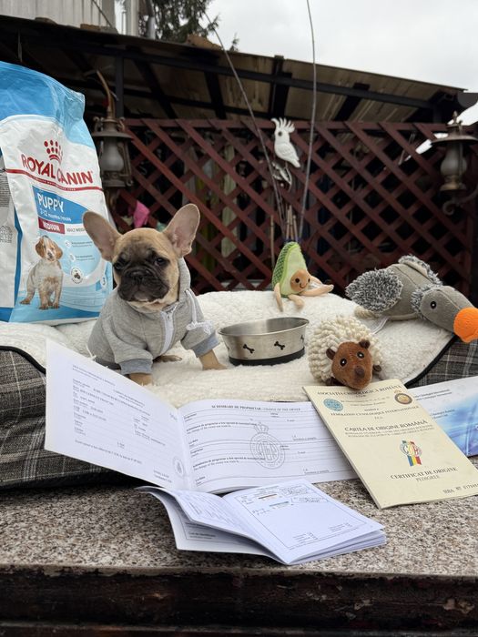 Bulldog franez cu pedigree