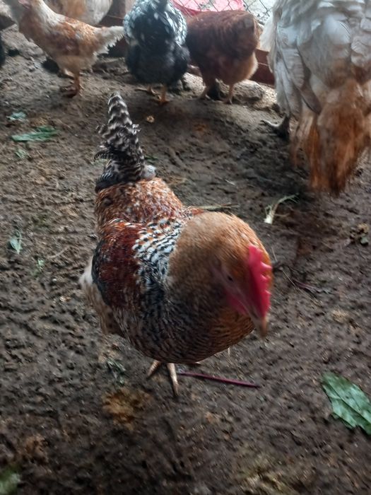 Петли и пуйки и пуяци