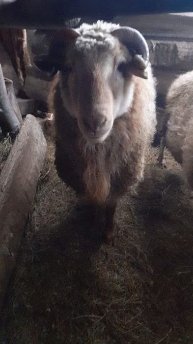 Продам Баранов с откорма в районе Сергиевка