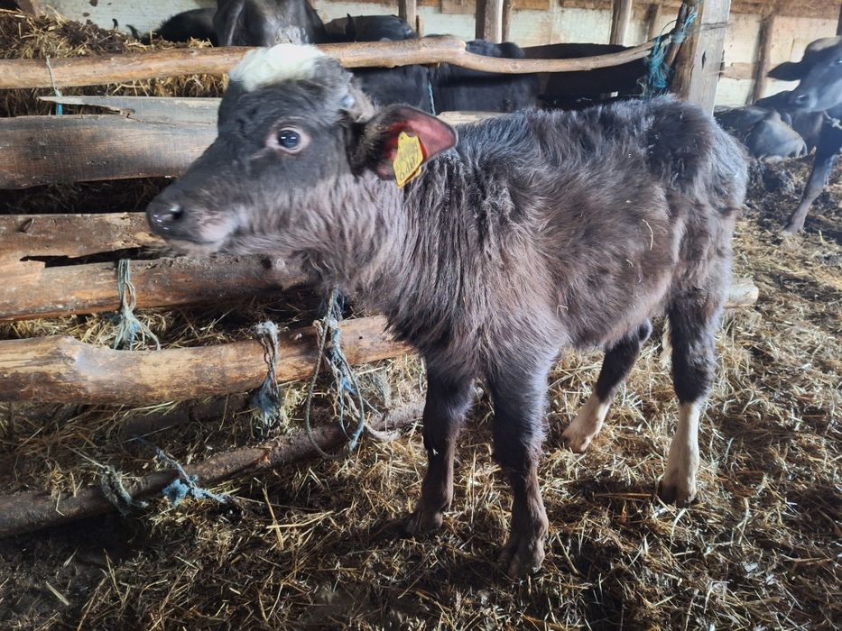 Vând 2 viței de bivoliță de 3 luni