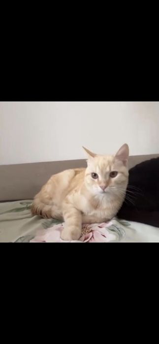 Кот, рыжий, красивый