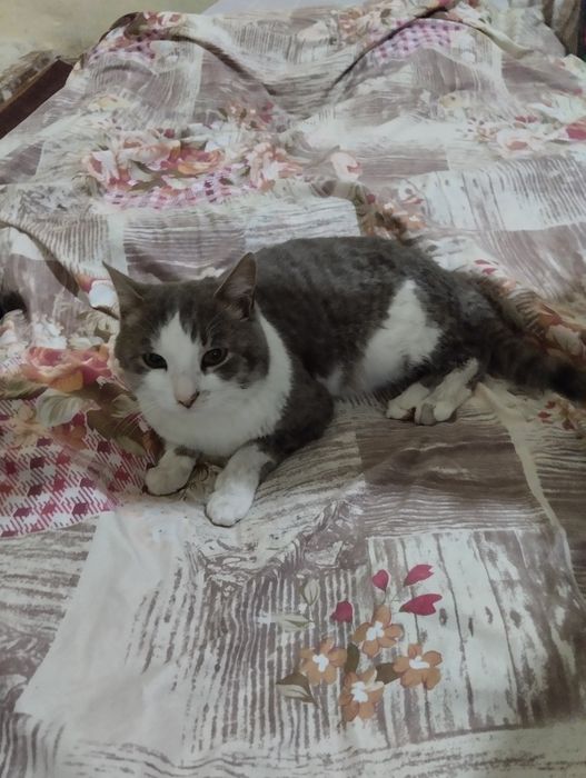 Zotdor kulrang mushuk