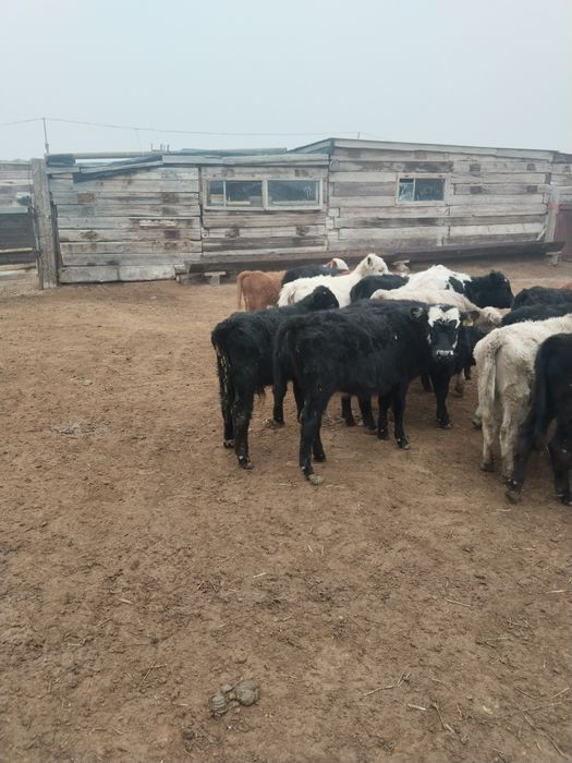 Бузаулар сатылады