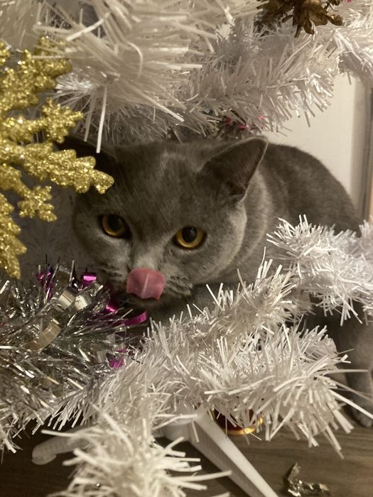 Сладка пухкава британка