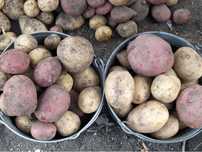 Продам домашний картофель