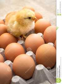 Инкубация всех видов яйца