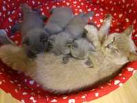 British shorthair