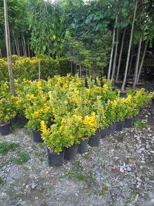 vand si amenajez gradini cu plante ornamentale