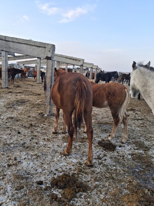 Құлынды бие сатылады