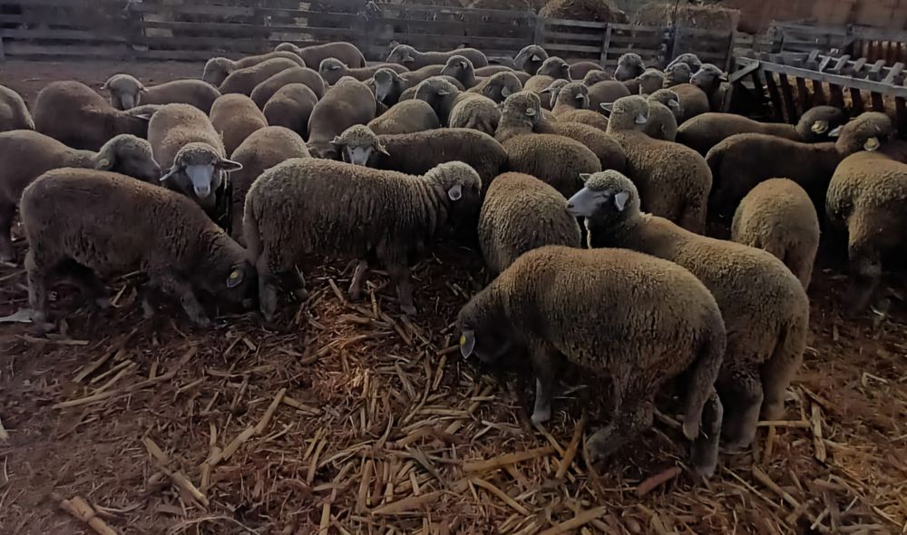 Miei merinoși de vânzare