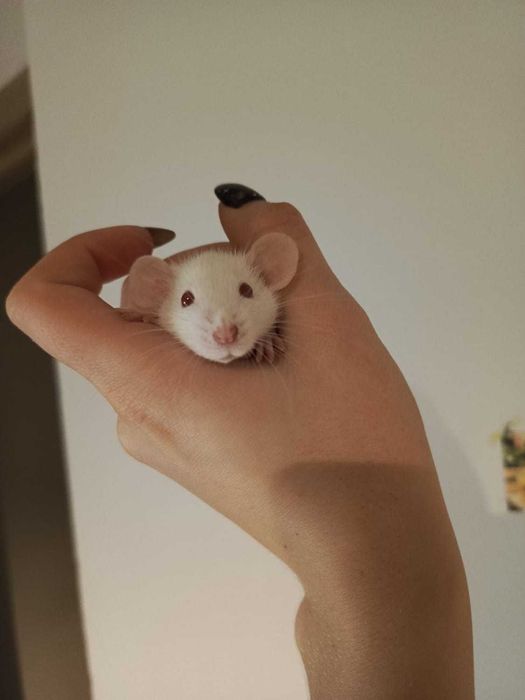 Белый-Дамбо Крыс)))