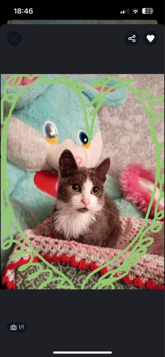 Отдам котиков в хорошие руки