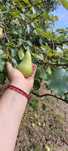 Pere pentru borhot