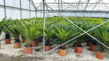 Palmieri Cycas, Palmier Trachycarpus, Magnolia , Yucca