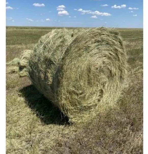 Продам сено в рулонах
