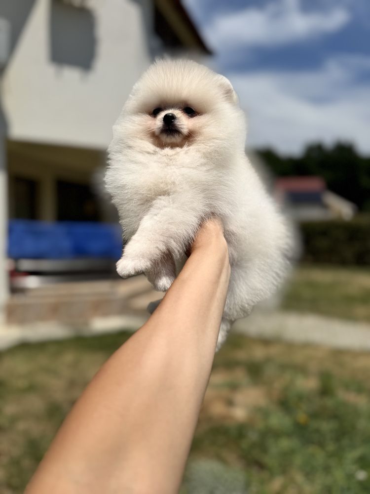 Femela pomeranian fci pedigree
