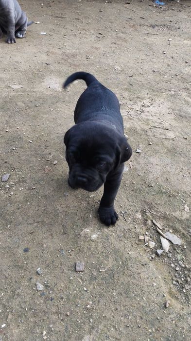 Кане Корсо кутрета cane corso