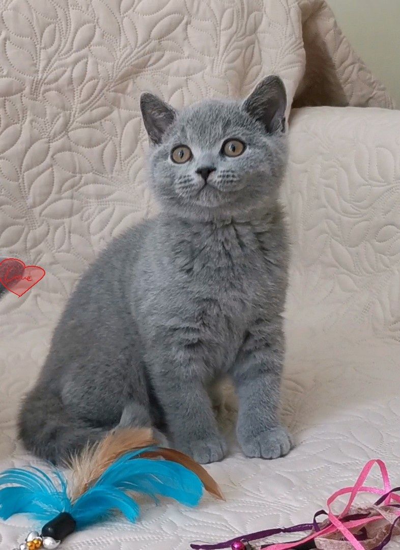 British shorthair blue cu pedigree