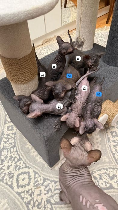 Котята Сфинкс донской