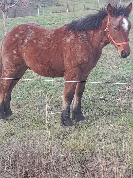 De vânzare pentru detalii la telefon