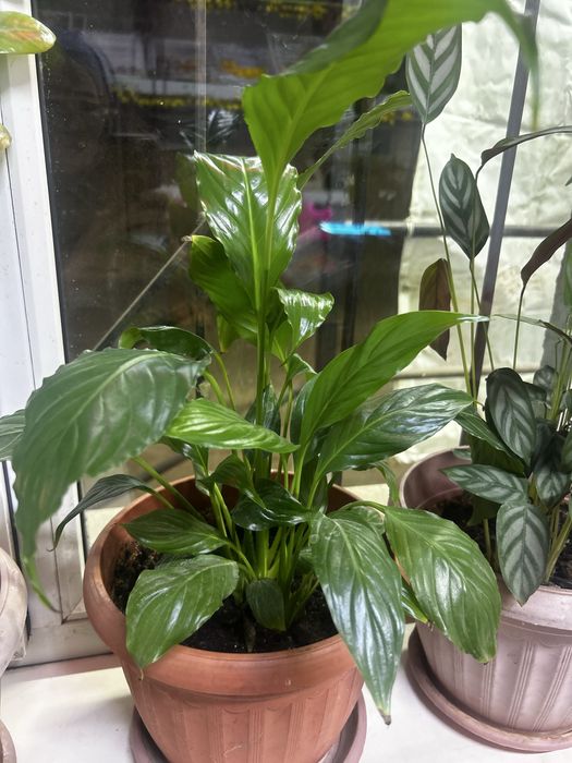 (Спатифилум )женское счастье 5000т