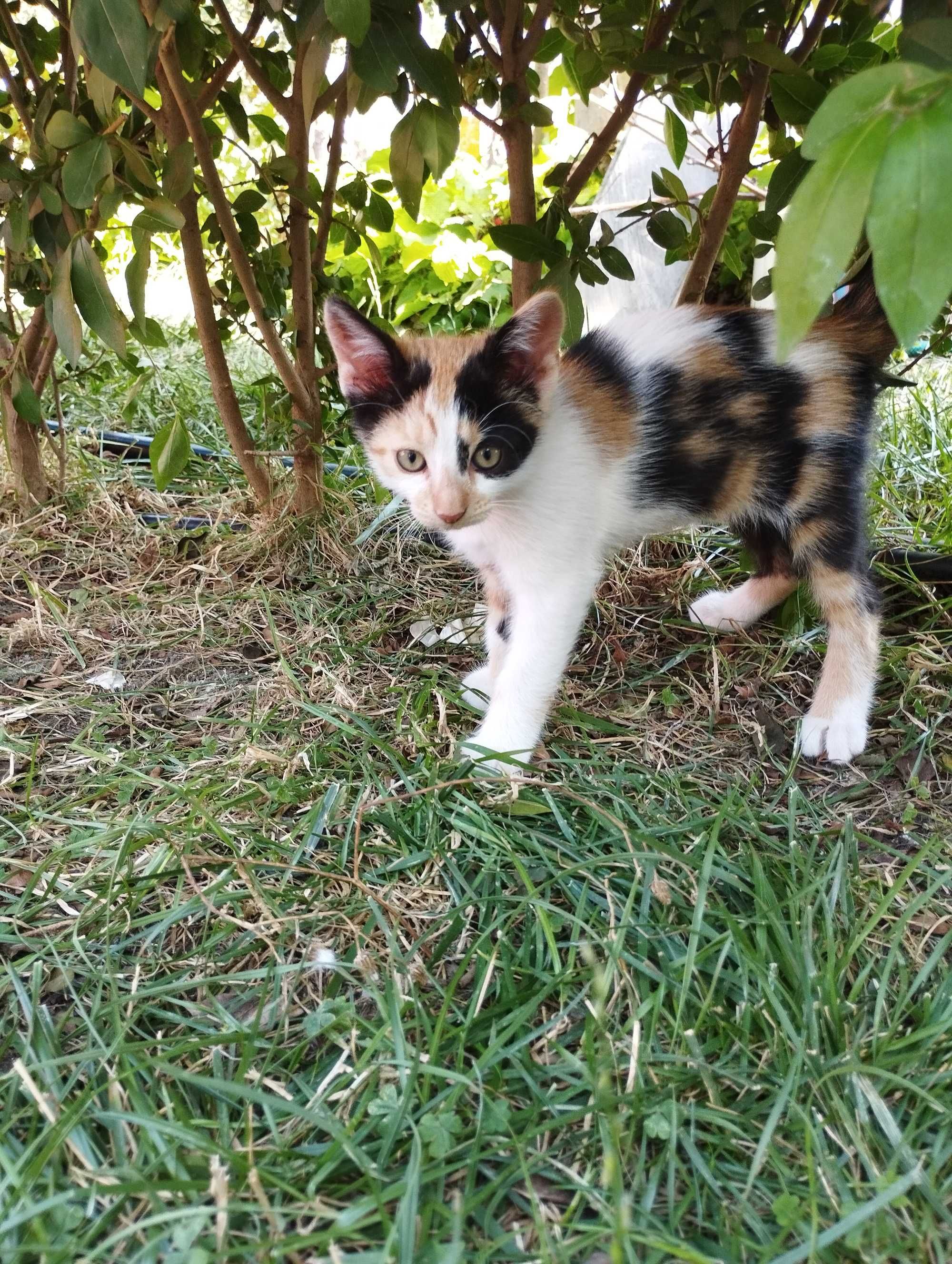 Подарявам котенца