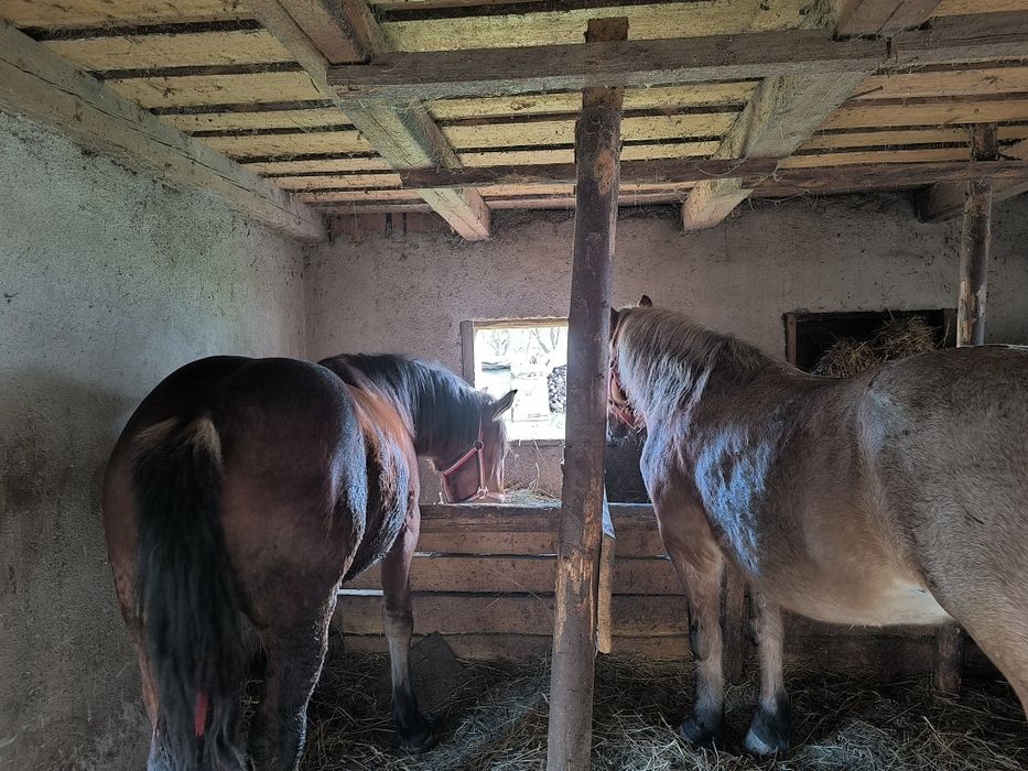 Vand mânza de 1.5 ani